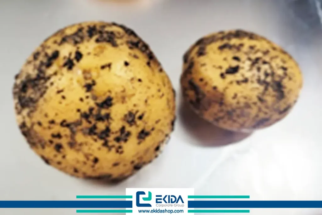 شوره سیاه سیب زمینی