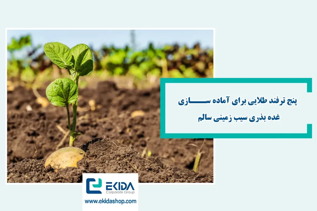 نحوه آماده سازی غده بذری سیب زمینی