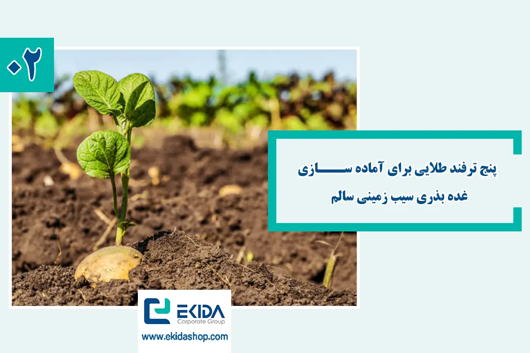 آماده سازی غده بذری سیب زمینی