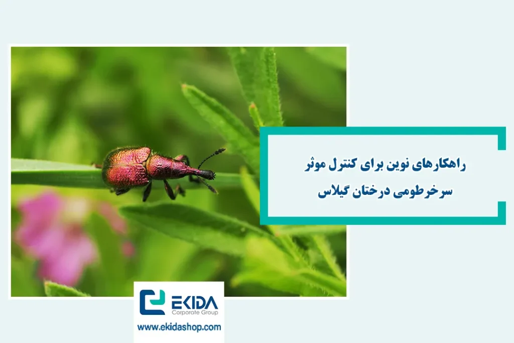 سرخرطومی در درختان گیلاس