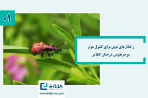 سرخرطومی گیلاس