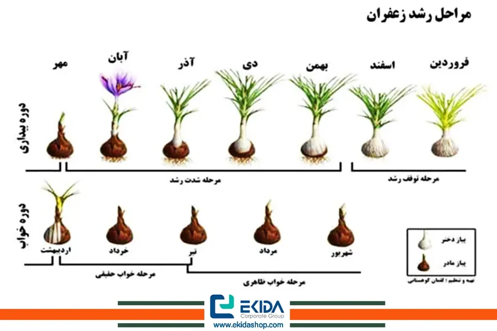 مراحل رشد زعفران