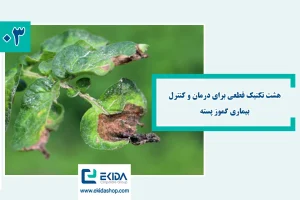 بیماری گموز پسته