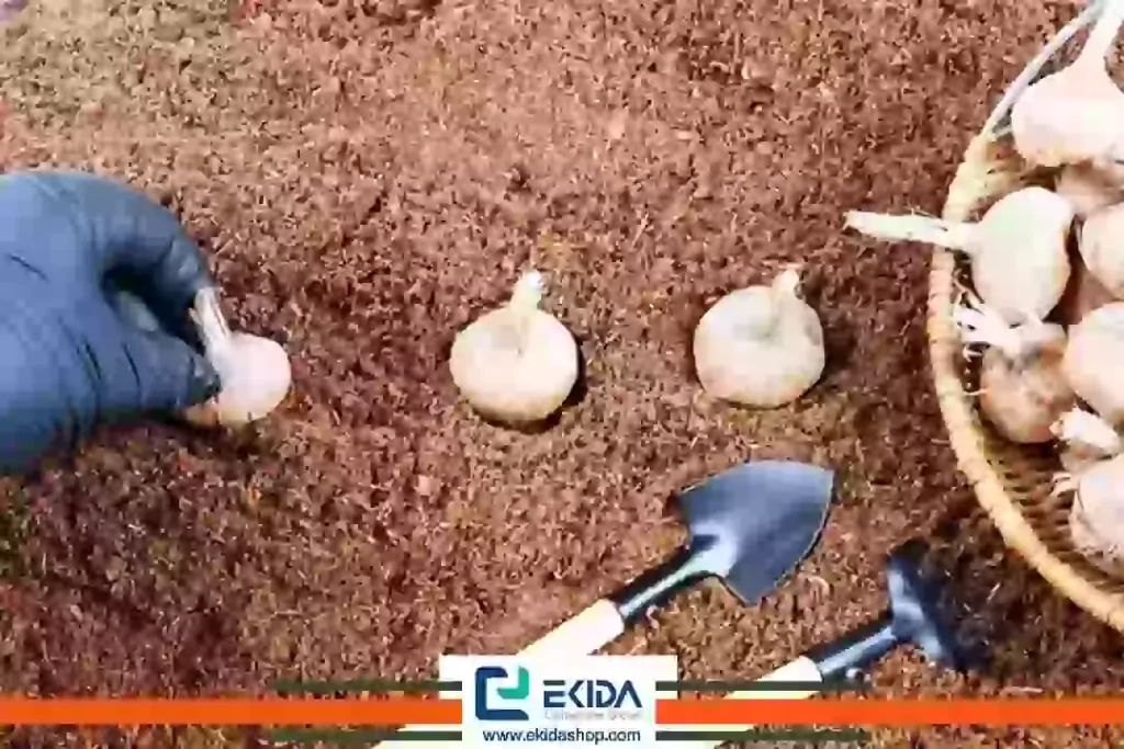 مرحله اول تغذیه زعفران