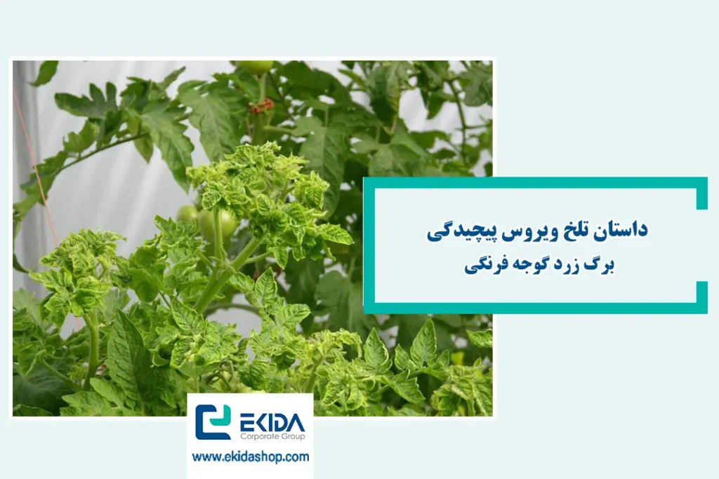 معرفی ویروس پیچیدگی برگ زرد گوجه فرنگی