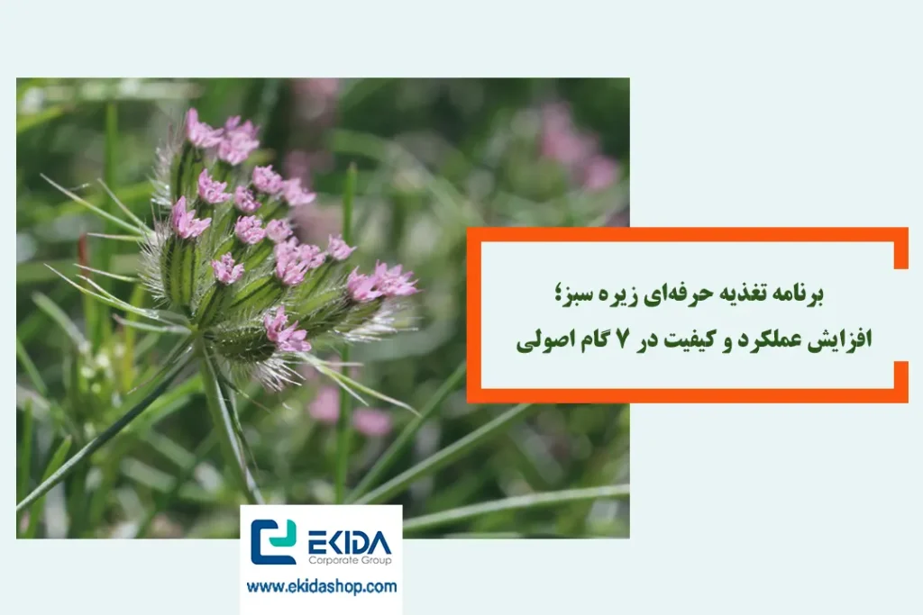 برنامه تغذیه اصولی برای زیره سبز