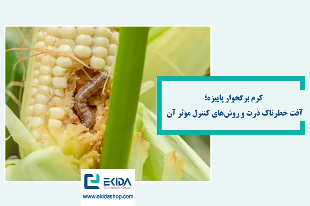 آشنایی با کرم برگخوار پاییزه ذرت