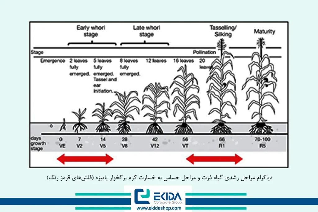 مراحل رشدی گیاه ذرت