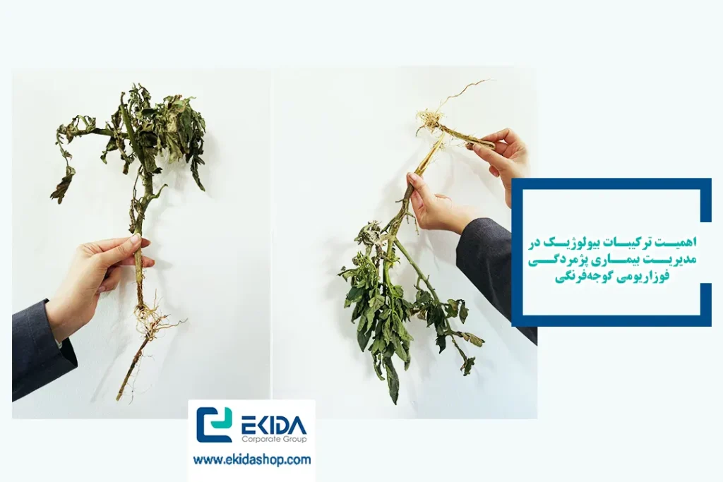 بیماری پژمردگی فوزاریومی گوجه فرنگی