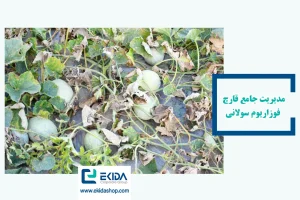 آشنایی با قارچ فوزاریوم سولانی