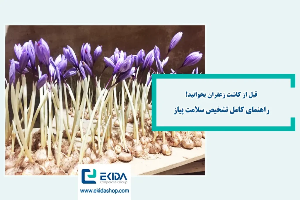 بررسی مشخصات پیاز زعفران