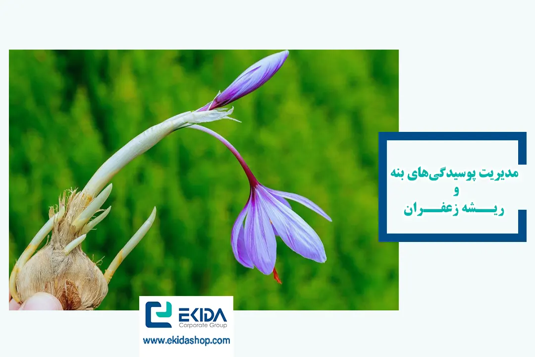 مدیریت پوسیدگی ریشه زعفران