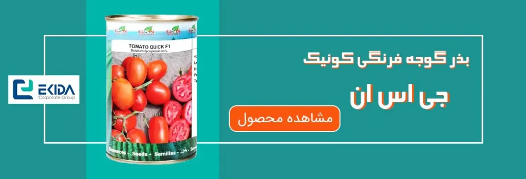 بذر گوجه فرنگی کوئیک