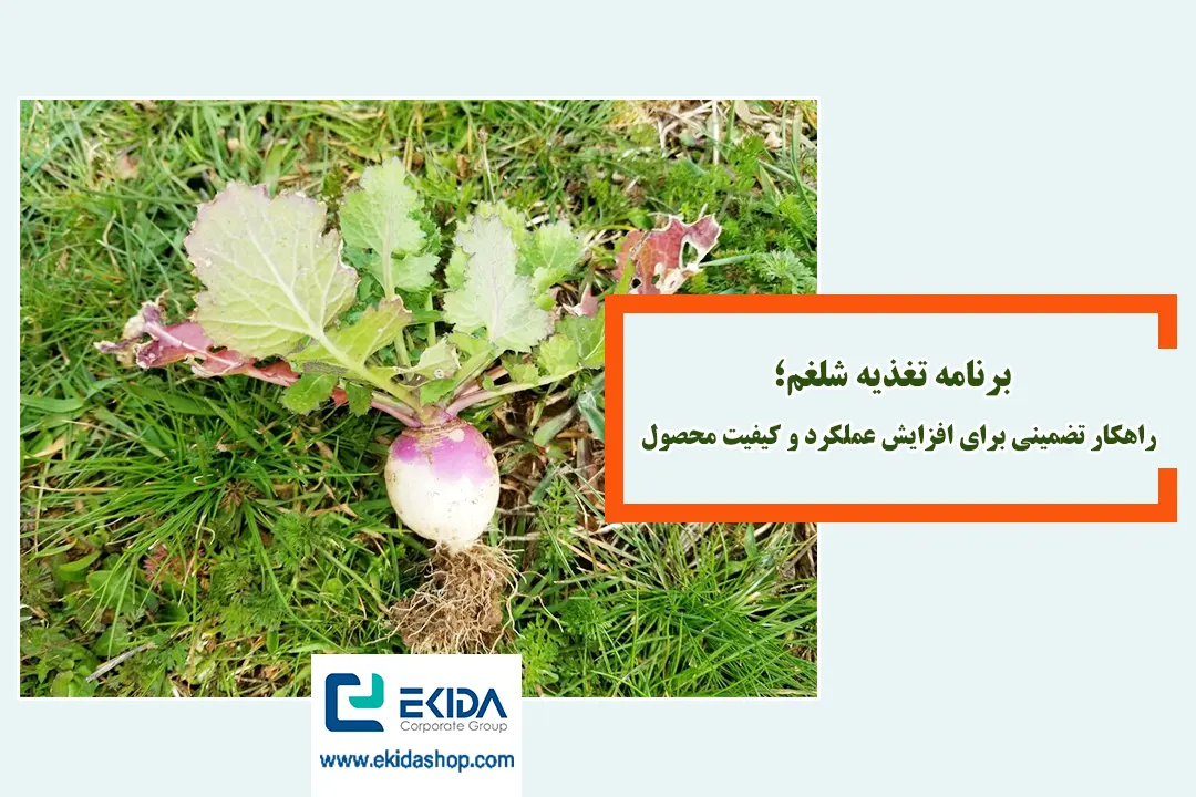 برنامه تغذیه برای شلغم
