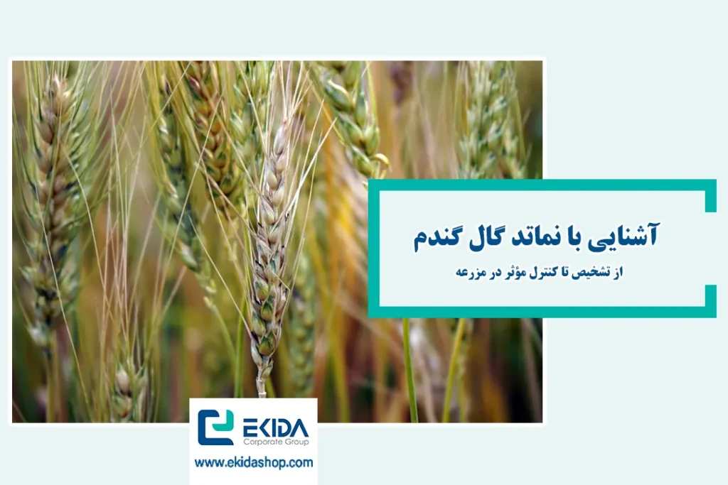 آشنایی با نماتد گال گندم