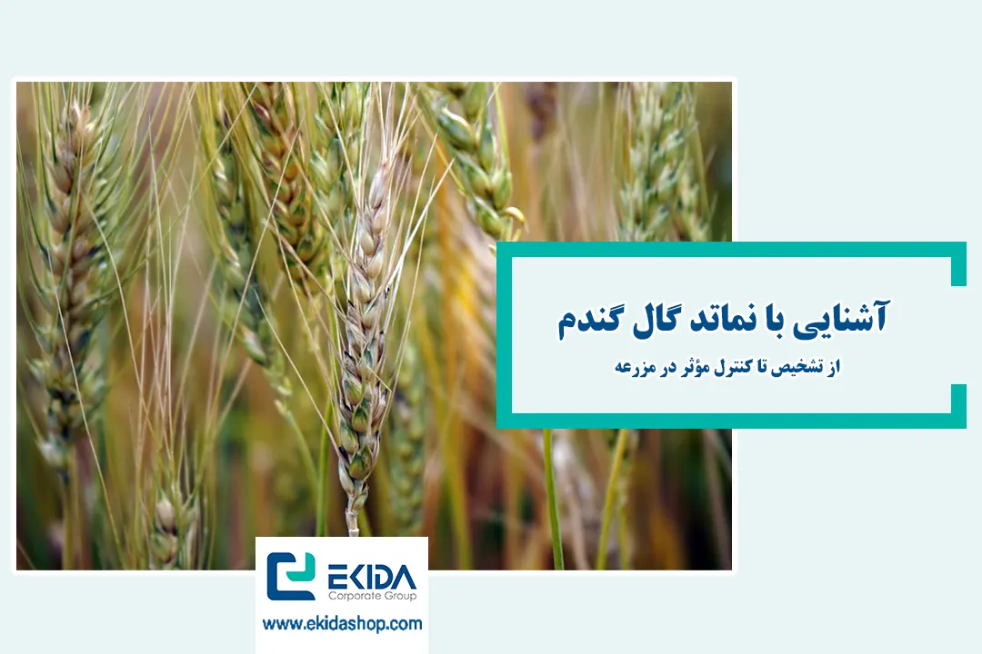 آشنایی با نماتد گال گندم
