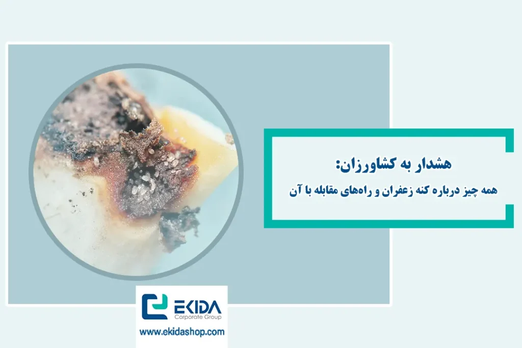 آشنایی با کنه زعفران