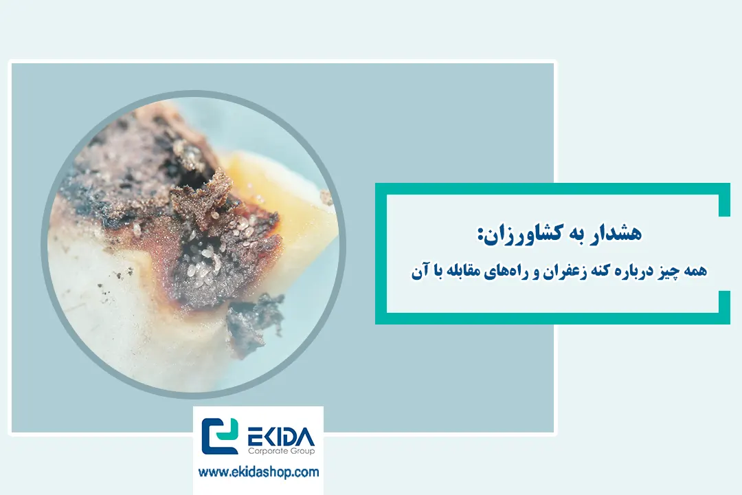 آشنایی با کنه زعفران