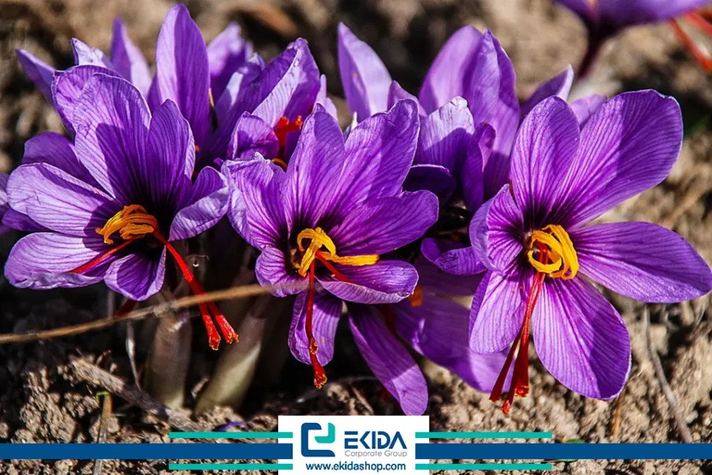 آشنایی با گیاه زعفران