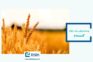 پوسیدگی ریشه و طوقه گندم