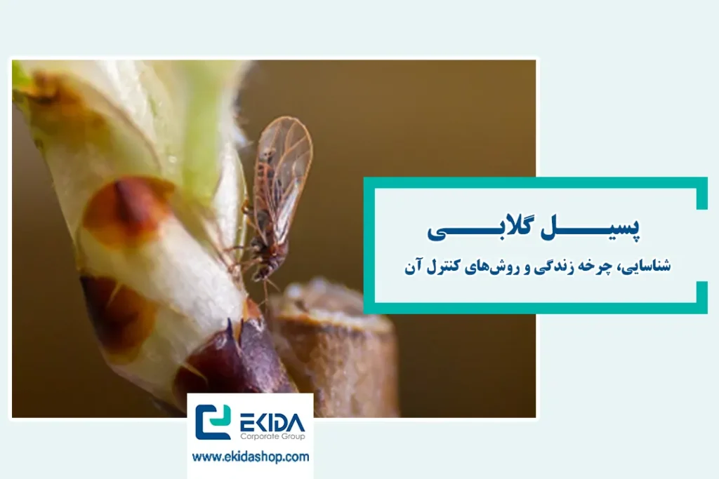 پسیل گلابی