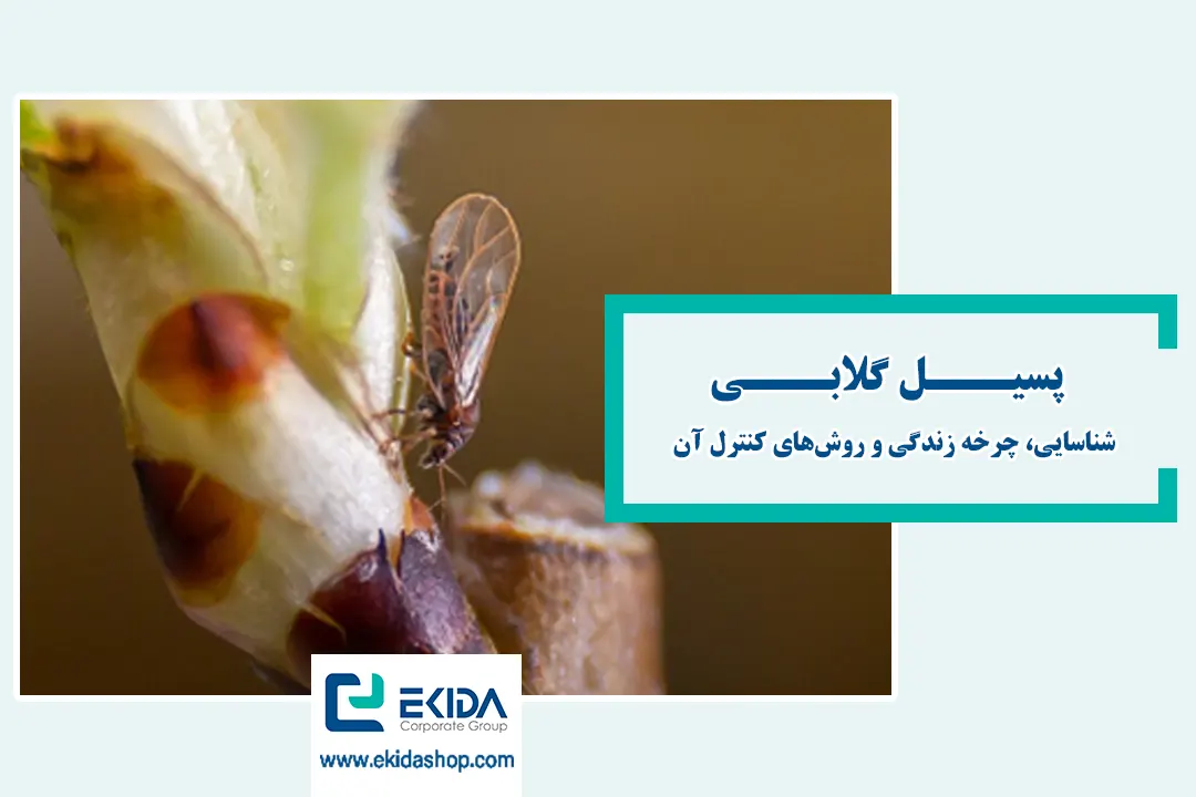 پسیل گلابی
