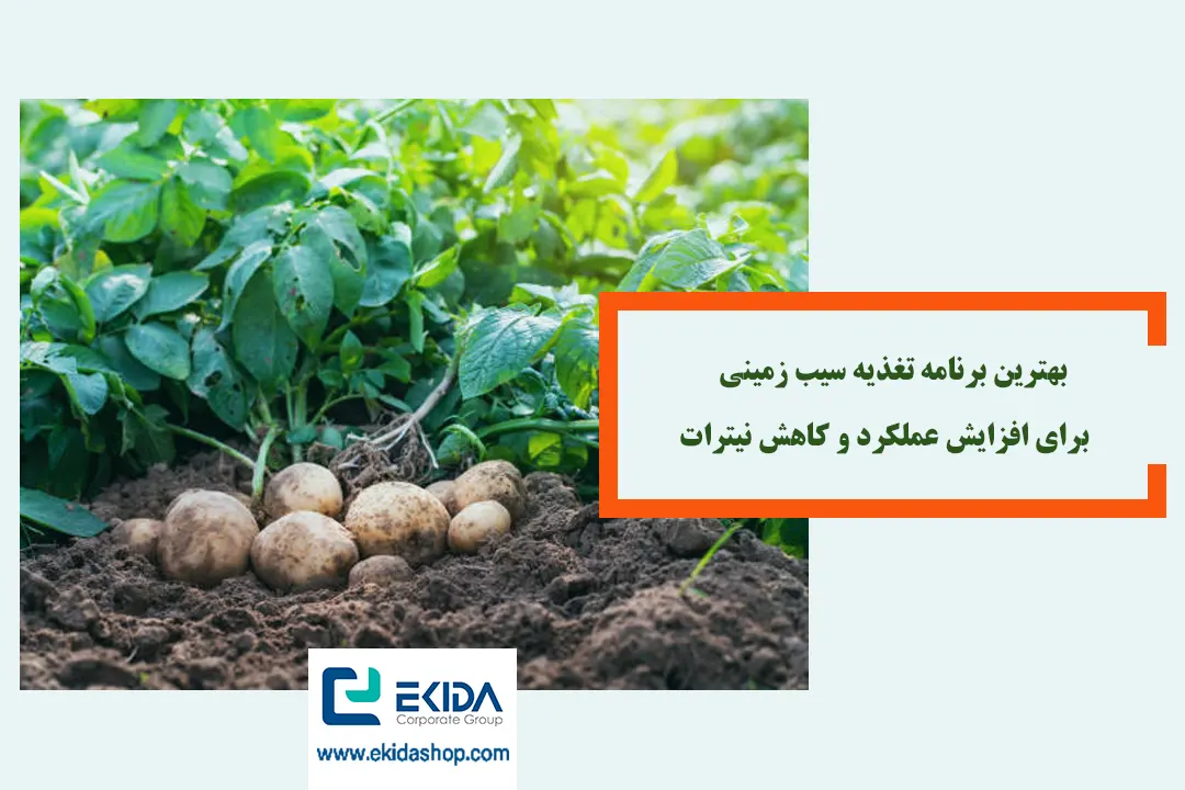 برنامه تغذیه سیب زمینی