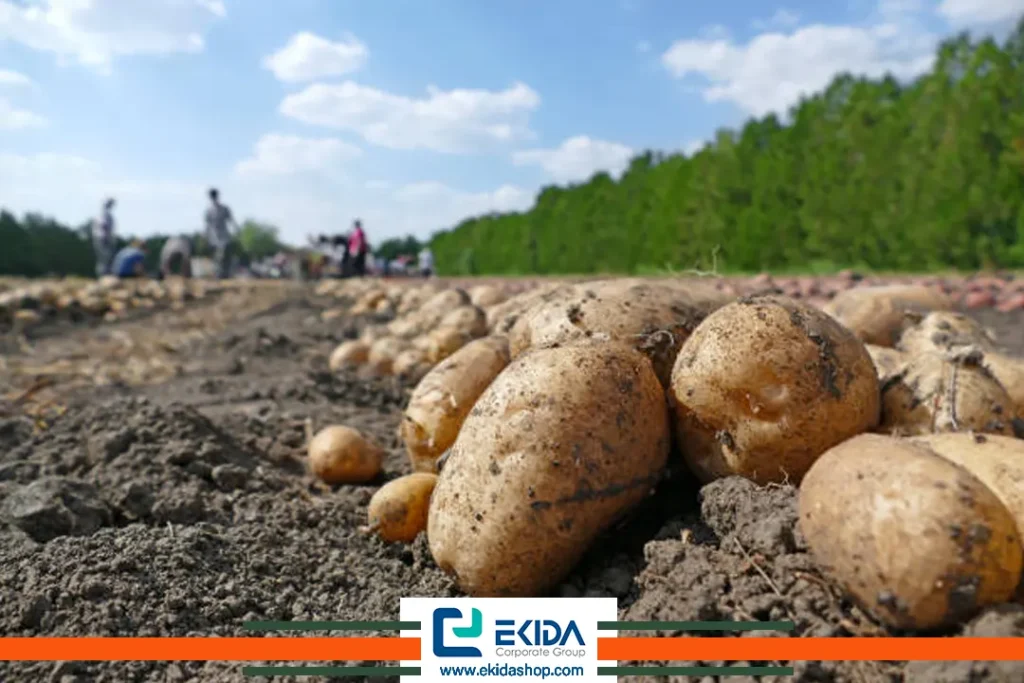 کود دهی سیب زمینی