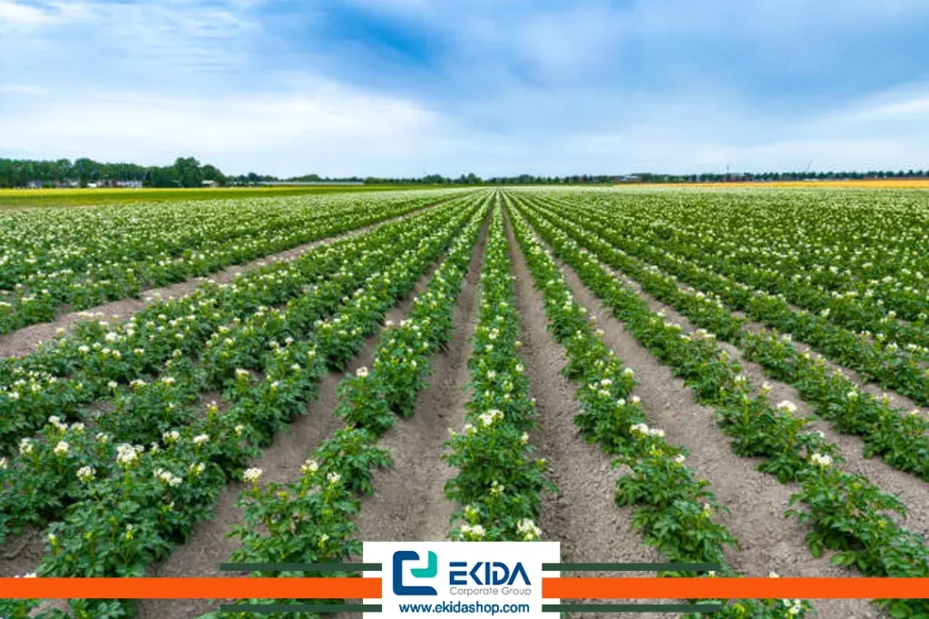 مزارع سیب زمینی