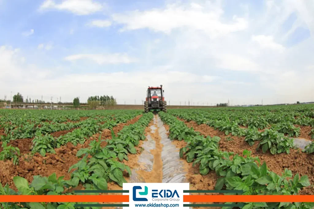 برداشت سیب زمینی