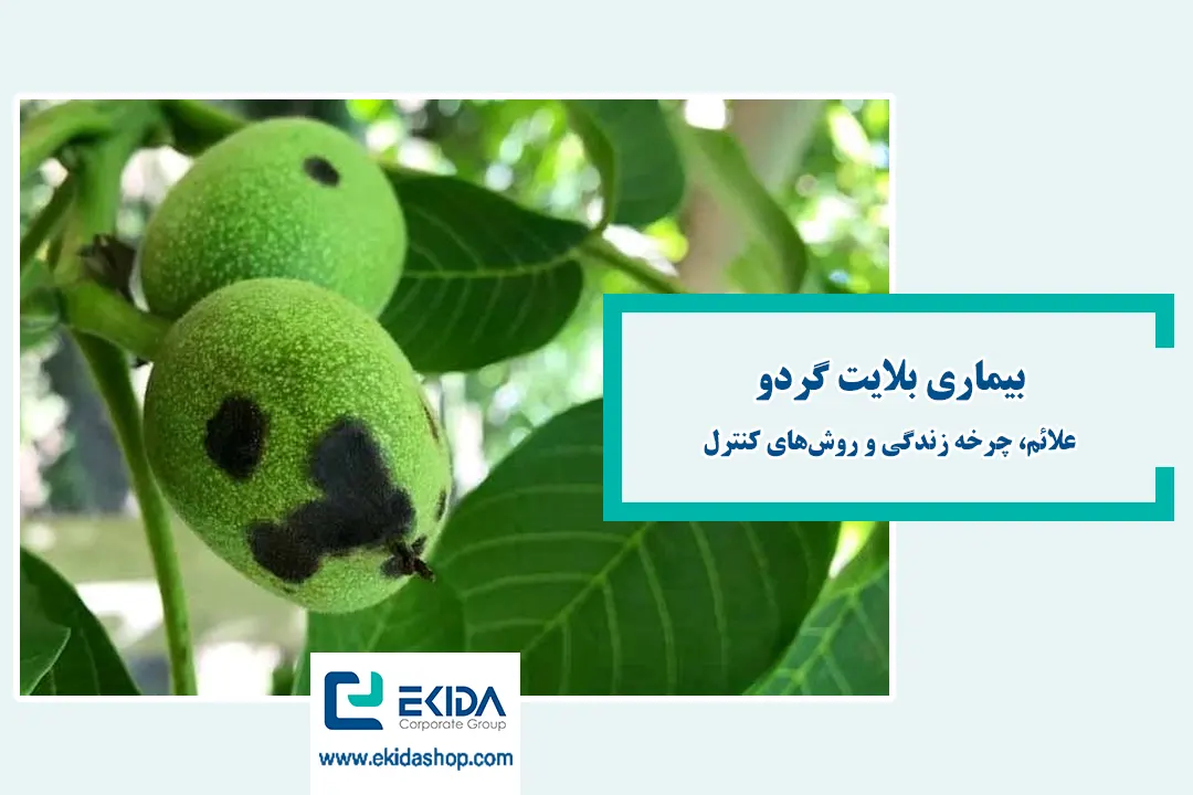 بیماری بلایت گردو