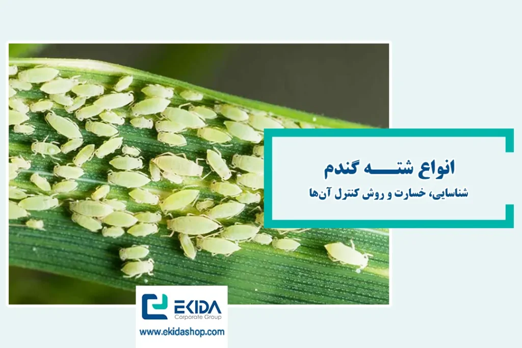 انواع شته گندم