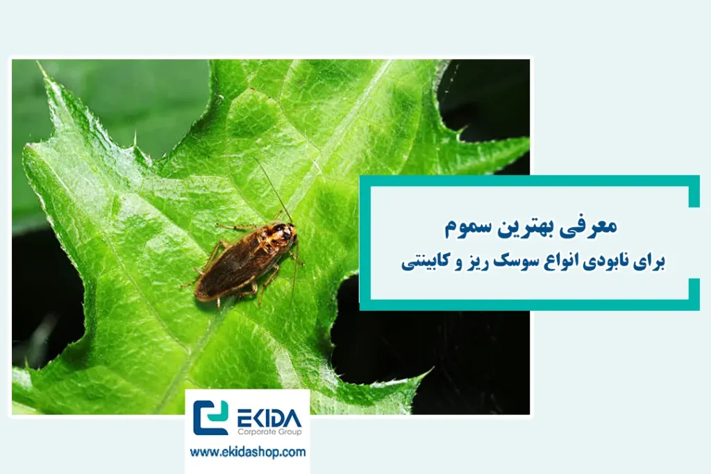 سوسک کابینتی