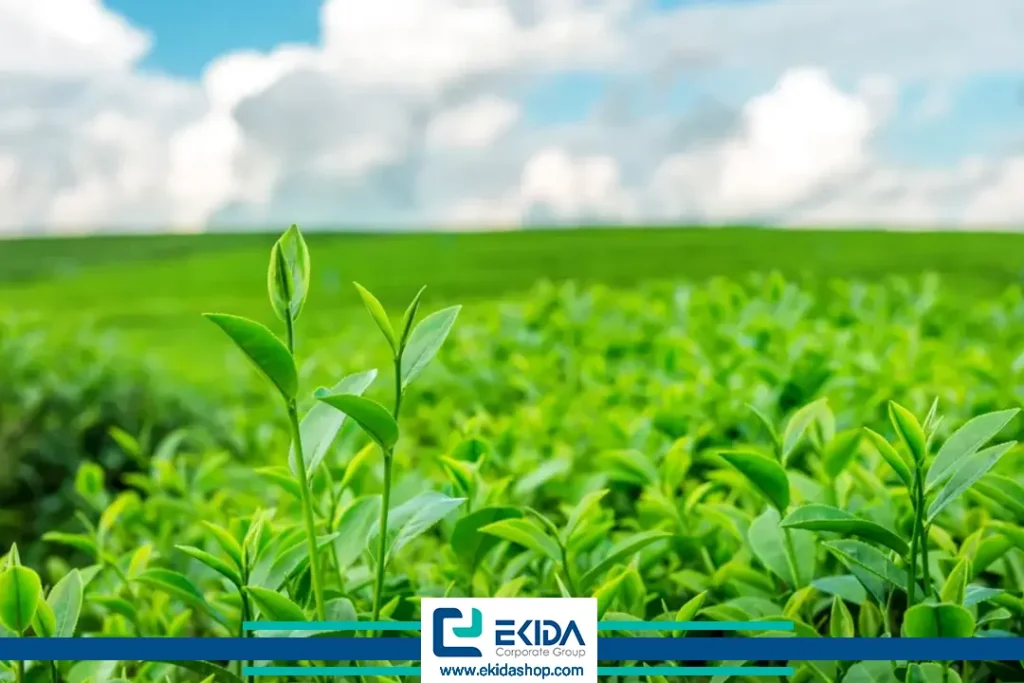 استفاده از کود اوره