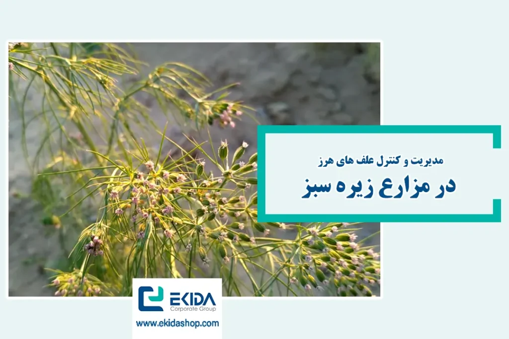 علف هرز زیره سبز