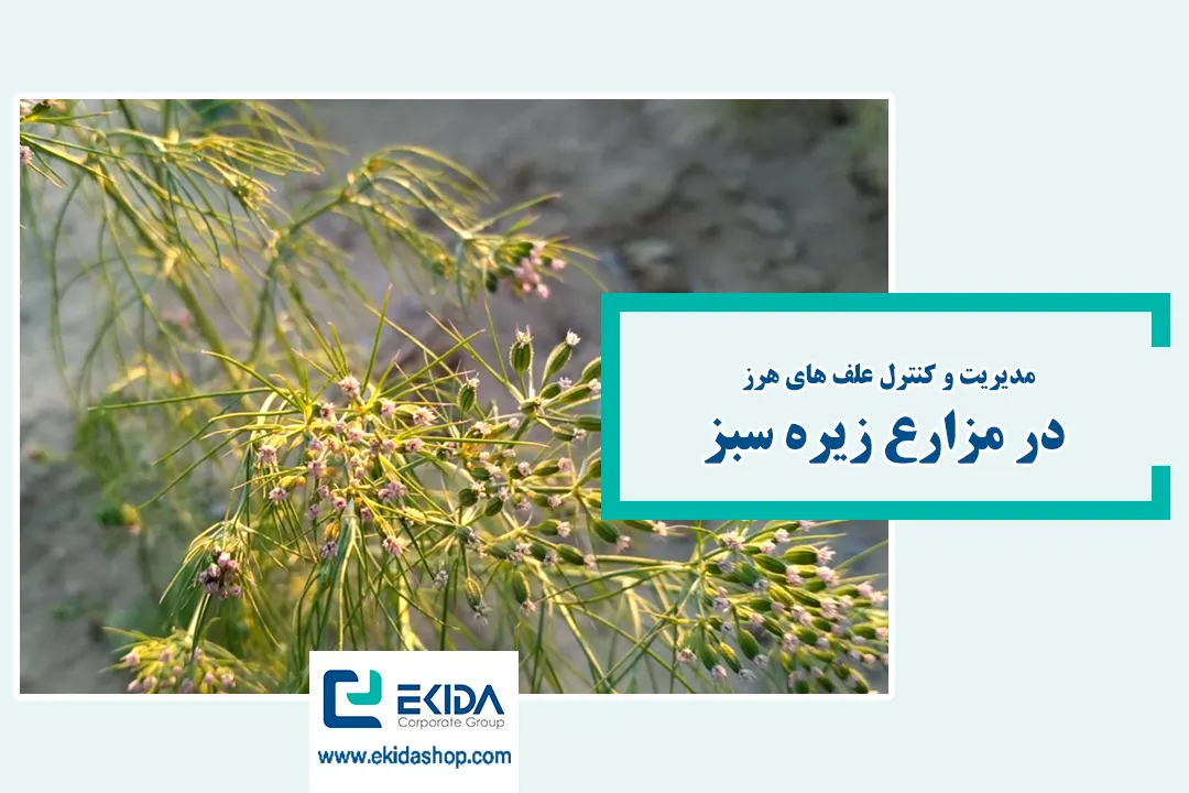علف هرز زیره سبز