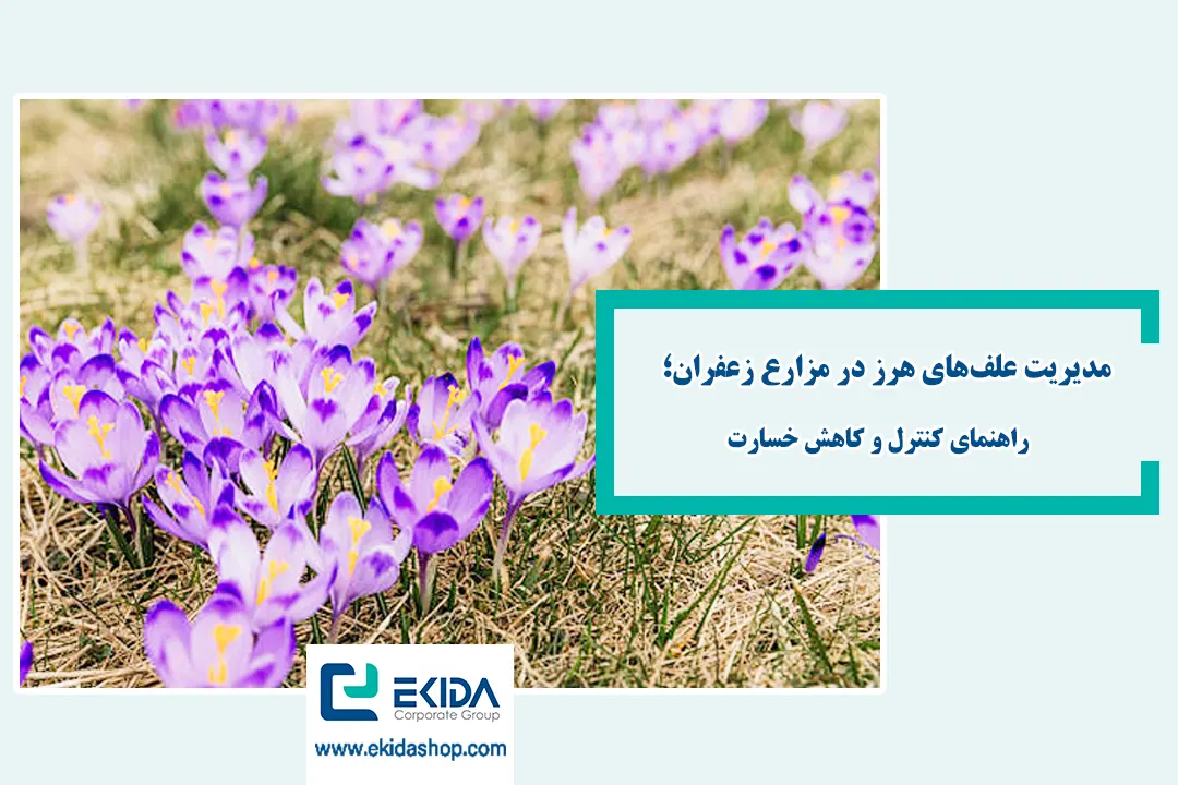 کنترل علف‌های هرز زعفران