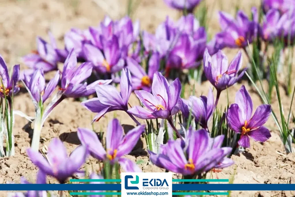 علف هرز زعفران