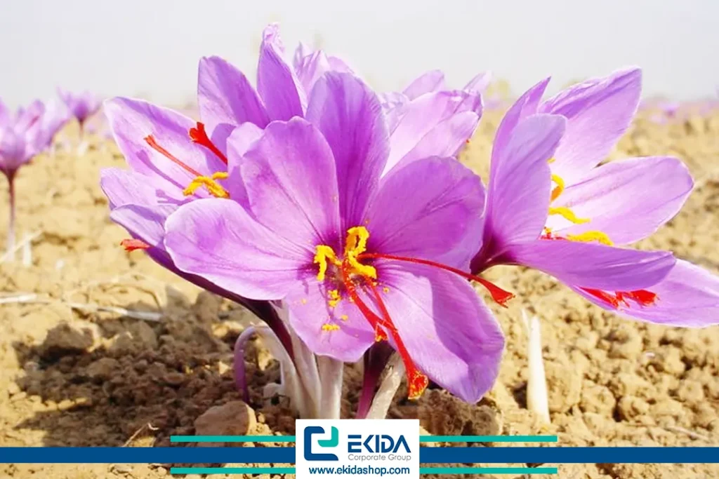 گیاه زعفران