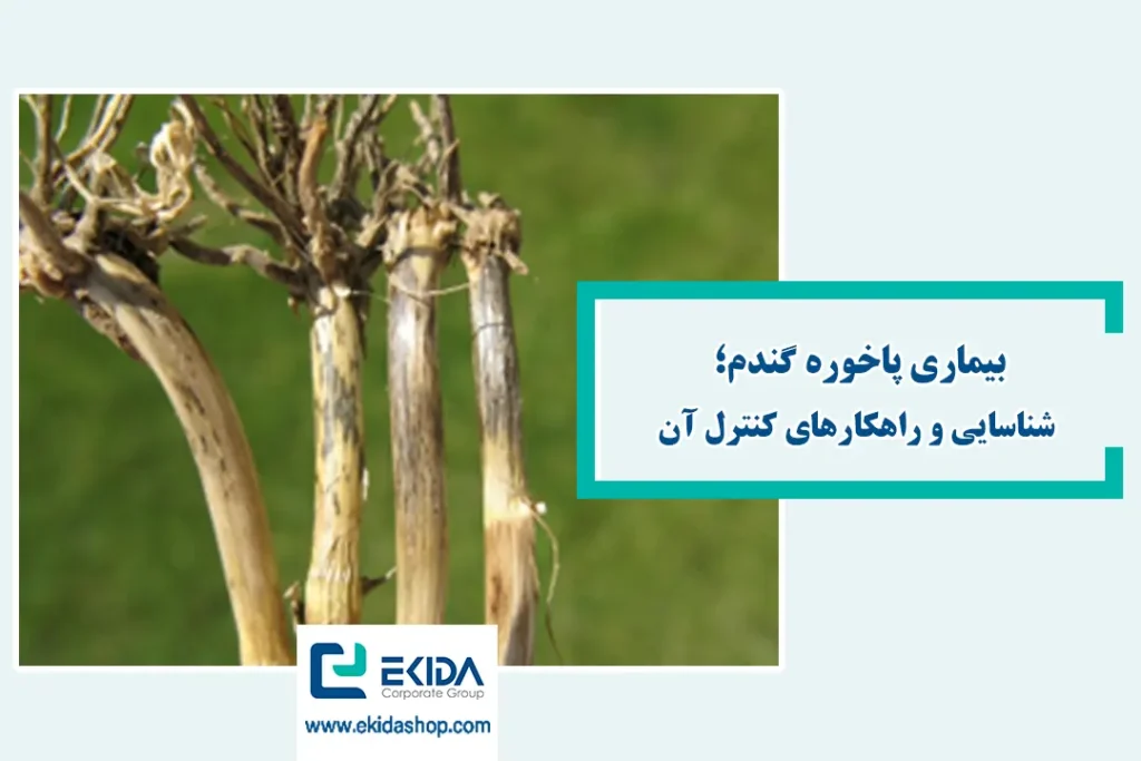 بیماری پاخوره گندم