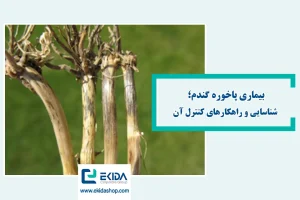 بیماری پاخوره گندم