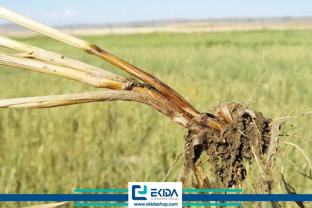 بیماری پاخوره و غلات