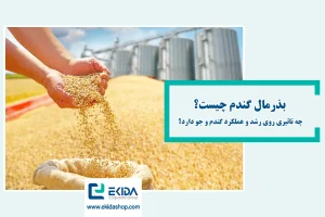 بذرمال گندم