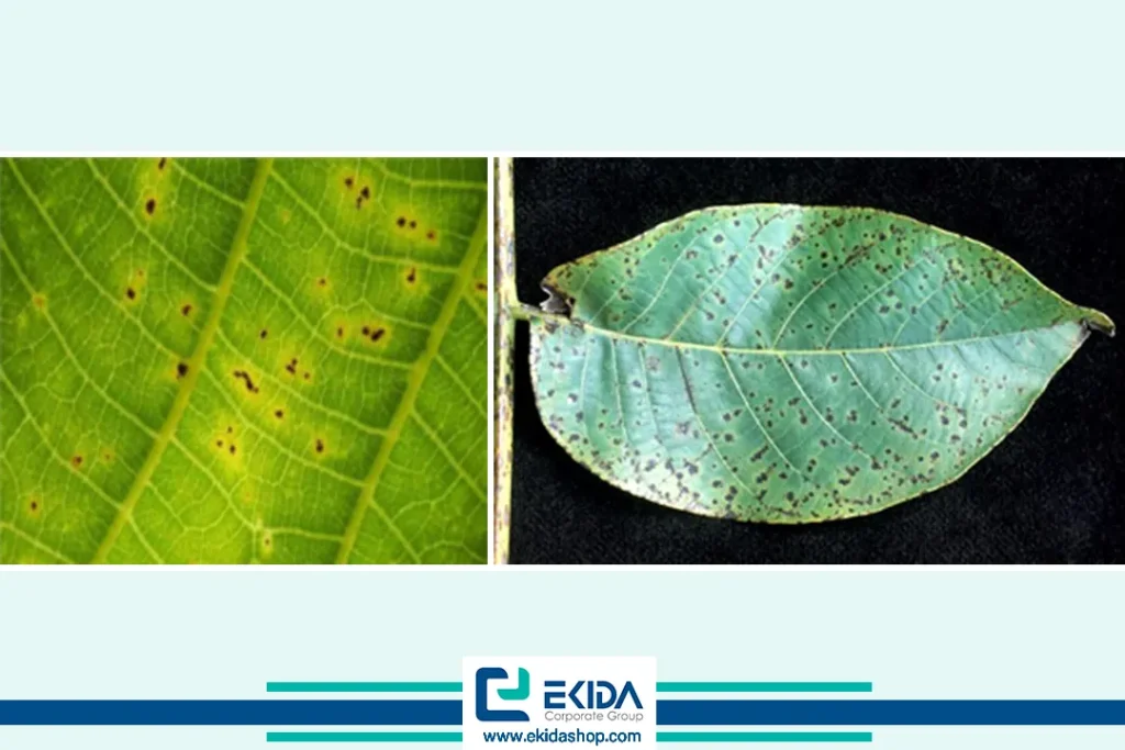 لکه‌های قهوه‌ای در سطح برگ‌ها 