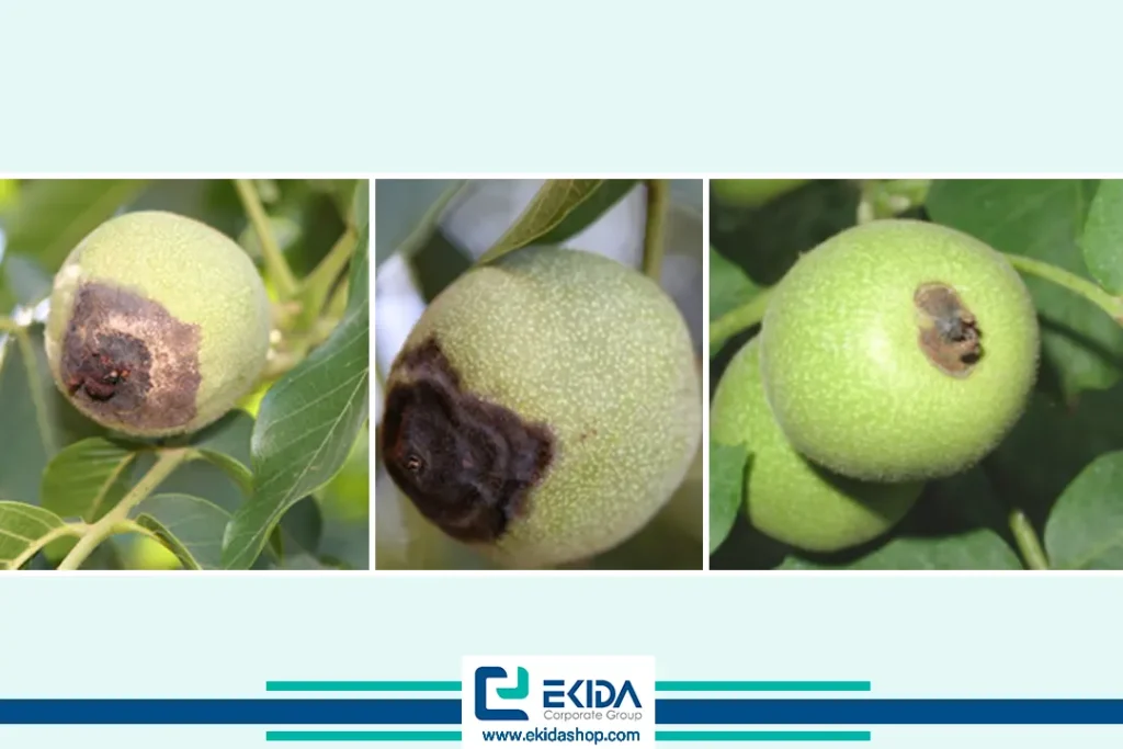 پوسیدگی گلگاه (انتهایی) در میوه گردو