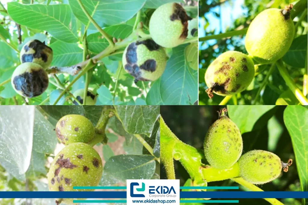 گسترش آلودگی در سطح میوه‌ی گردو