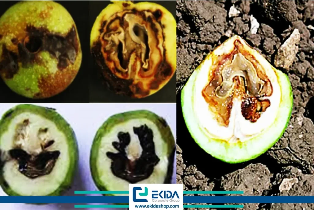 چروکیده، سیاه و پوک شدن مغز گردو