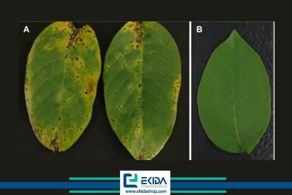 مقایسه برگ سالم و برگ با بیماری بلایت گردو