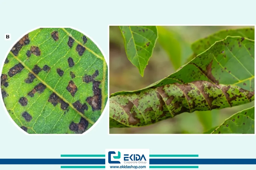 نکروز در بلایت گردو