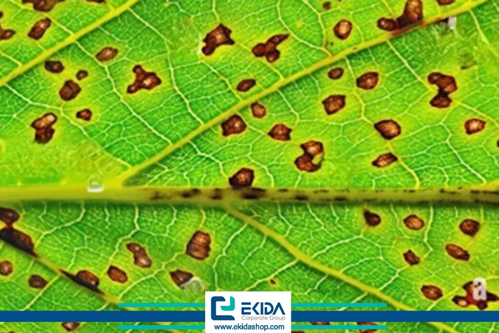 ایجاد لکه تیره در اثر بلایت گردو